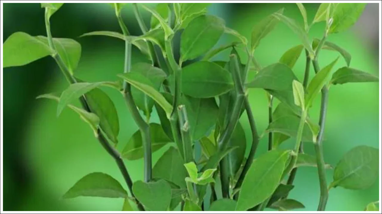 పాములు వార్మ్వుడ్ మొక్క వాసనను తట్టుకోలేవు. పాములు వాసన చూడగానే తమ మార్గాన్ని మార్చుకుంటాయి. దీనిని ప్రాంగణంలో బాల్కనీలో లేదా ప్రధాన ద్వారంపై కూడా నాటవచ్చు.