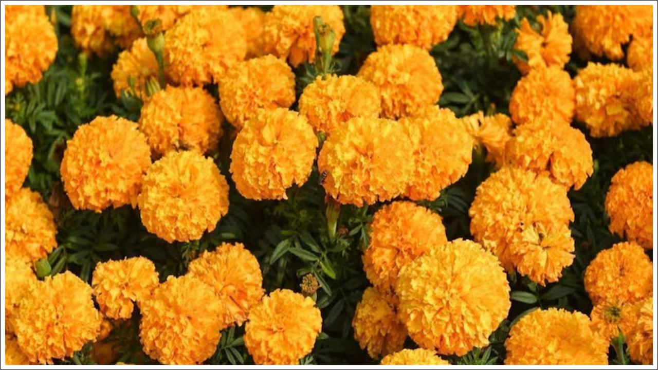 ప్రజలు తమ ఇళ్లలో సువాసన, అందాన్ని పెంచడానికి బంతి పువ్వులను నాటుతారు. అలాగే, దాని సువాసన పాములకు అస్సలు నచ్చదు. పాములు దాని వాసనకు పారిపోతాయని చెబుతున్నారు నిపుణులు.