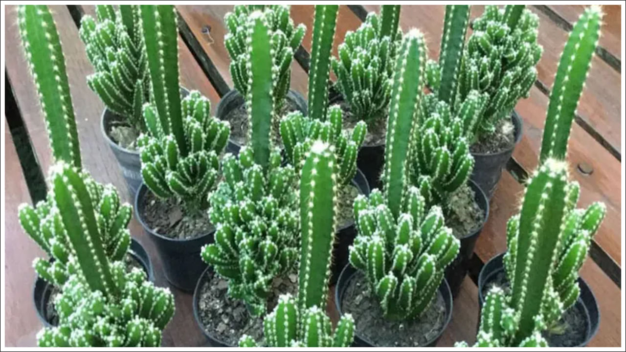 ముళ్ళ కాక్టస్ మొక్క ఎడారులలో కనిపిస్తుంది. కానీ గత కొన్ని సంవత్సరాలుగా దీనిని అలంకార మొక్కగా కూడా ఉపయోగిస్తున్నారు. కానీ దీనికి సువాసన ఉండదు. దాని ముళ్ళ స్వభావం కారణంగా పాములు దాని చుట్టూ తిరగడానికి ఇష్టపడవు.