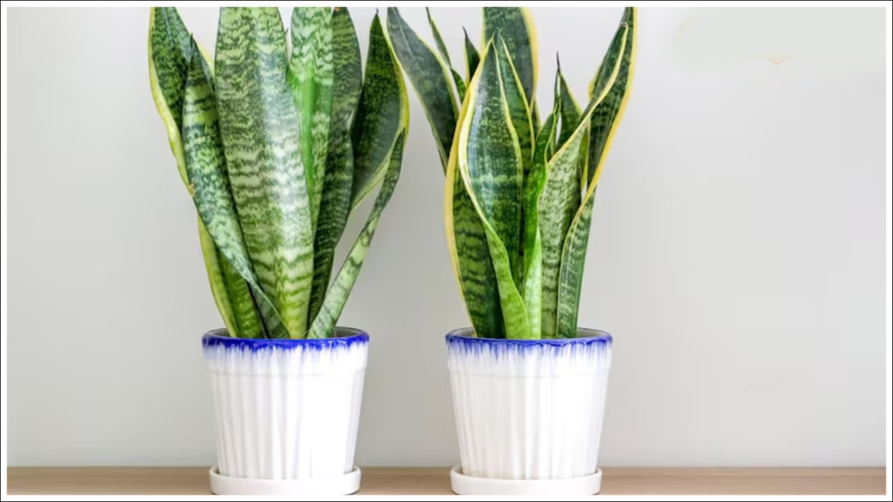 పాములు ఈ మొక్క రూపాన్ని ఇష్టపడవు. అందుకే అవి ఎల్లప్పుడూ అలాంటి మొక్కల నుండి పారిపోతాయి. మీరు దీనిని ఇంటి అలంకరణకు అలాగే పాములను తరిమికొట్టడానికి ఉపయోగించవచ్చు.