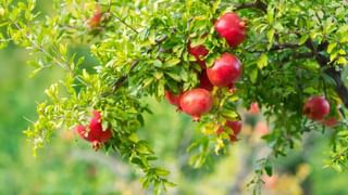 ఆరోగ్యానికి మంచిదని డైట్ సోడా ఎక్కువగా తాగుతున్నారా..? షాకింగ్ విషయాలు మీకోసం..!