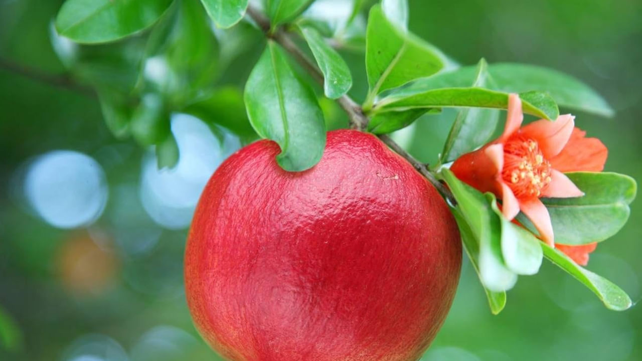 నిద్ర లేమి వారికి దివ్య ఔషధం దానిమ్మ ఆకుల పేస్ట్ తో చేసిన కాషాయం.. మూడు వంతుల నీటిలో దానిమ్మ ఆకుల పేస్ట్ ని వేసి.. ఆ నీరు అర వంతు వచ్చే వరకూ మరిగించి.. ఈ నీటిని  రోజూ రాత్రి నిద్ర పోయేముందు తాగితే సుఖ నిద్ర మీ సొంతం.