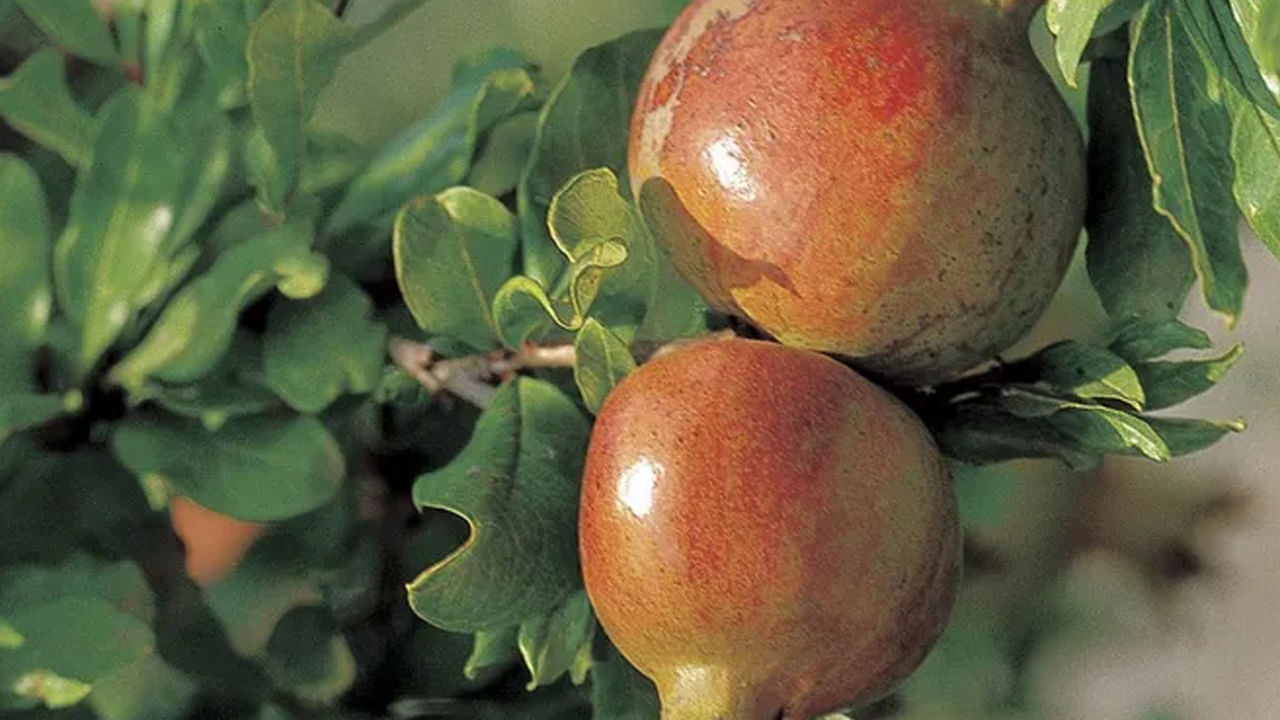 చెవి, నొప్పి ఇన్ఫెక్షన్ తో ఇబ్బంది పడేవారు దానిమ్మ ఆకుల నుంచి రసం తీసుకుని.. అందులో నువ్వుల నూనె లేదా ఆవ నూనె కలిపి…ఆ మిశ్రమాన్ని రెండు చుక్కలు రెండు చెవుల్లో వేస్తుంటే..  చెవి నొప్పి, ఇన్‌ఫెక్షన్లు తగ్గుతాయి.