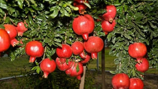 Kidney Care: రుచిగా ఉన్నాయ కదా అని ఇవి తినేస్తే మీ కిడ్నీ ప్రమాదంలో పడినట్టే..