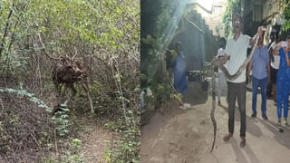 Andhra Pradesh: మామిడిపండ్లు కొనేవారి కోసం రోడ్డుపై పడిగాపులు కాస్తున్న రైతులు.. ఆహారం అందించిన నటుడు