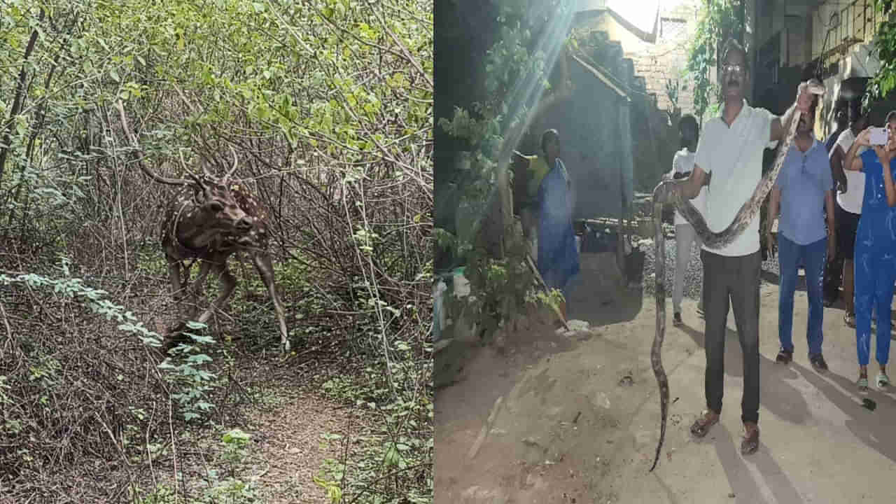 అక్కడ జింక.. ఇక్కడ కొండచిలువ.. తరచూ జనావాసాల్లోకి వస్తున్న వన్యప్రాణులు.. భయంతో స్థానికులు ఏం చేశారంటే!