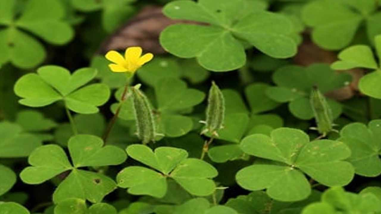 పులిచింత ఆకులతో చేసిన పచ్చడిని తింటూ వుంటే ఆకలి పెరగడంతో పాటు ఆస్తమా తీవ్రత తగ్గుతుంది. 40 నుంచి 60 మి.లీ ఆకు రసంలో పొంగించిన ఇంగువ కలిపి సేవిస్తే కడుపు నొప్పి తగ్గుతుంది. ఈ ఆకుల రసంలో పటిక బెల్లం కలిపి తీసుకుంటే ఒంట్లో వేడి తగ్గిపోతుంది. ఈ ఆకులను కూరగా, పచ్చడిగా వండుకుని తింటే ఆస్తమా నుంచి ఉపశమనం కలుగుతుంది.