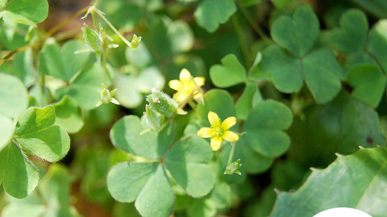 ఈ తీగ జాతి మొక్క ఆకులు నమిలి తింటే పుల్లగా ఉంటాయి. పులి చింత ఆకులను తినటం వలన ముక్కు, గొంతు, మలం ద్వారా పడే రక్తాన్ని నివారిస్తుందని చెబుతున్నారు.. ఈ ఆకులను ముద్దగా నూరి రసాన్ని ఫైల్స్ ఉన్నచోట రాసుకుంటే అవి త్వరగా రాలిపోతాయి. 