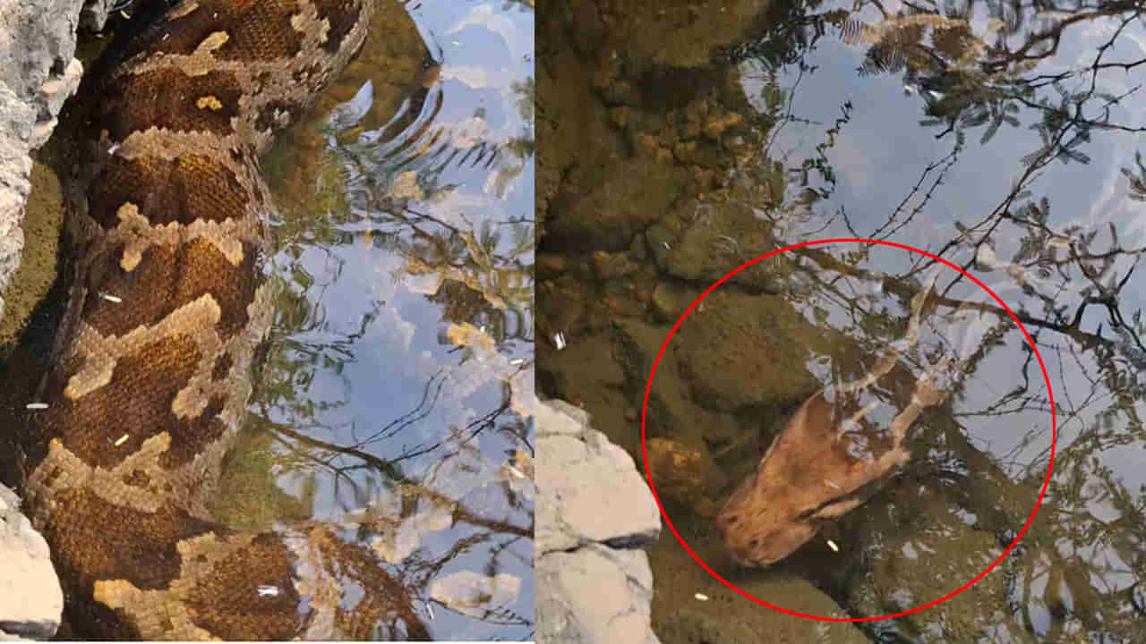 Telangana: అమ్మ బాబోయ్..! కొలనులో 13 అడుగుల కొండచిలువ - బంధిస్తుండగా అది కక్కింది చూసి అందరూ స్టన్