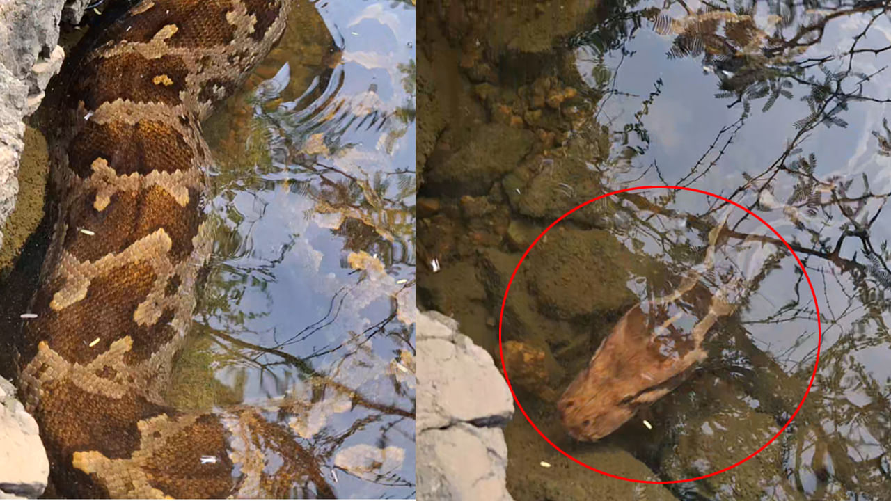 Telangana: అమ్మ బాబోయ్..! కొలనులో 13 అడుగుల కొండచిలువ - బంధిస్తుండగా అది కక్కింది చూసి అందరూ స్టన్