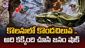 కొలనులో కొండచిలువ.. అది కక్కింది చూసి జనం షాక్‌