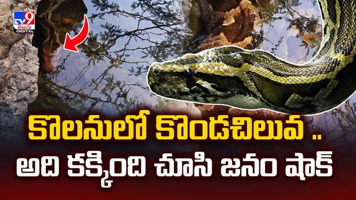 కొలనులో కొండచిలువ.. అది కక్కింది చూసి జనం షాక్ కొలనులో కొండచిలువ.. అది కక్కింది చూసి జనం షాక్