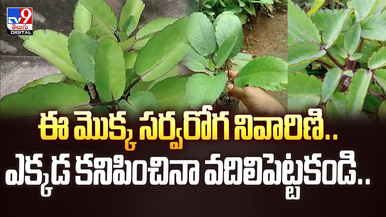 ఈ మొక్క సర్వరోగ నివారిణి..ఎక్కడ కనిపించినా వదిలిపెట్టకండి