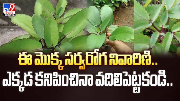 ఈ మొక్క సర్వరోగ నివారిణి..ఎక్కడ కనిపించినా వదిలిపెట్టకండి ఈ మొక్క సర్వరోగ నివారిణి..ఎక్కడ కనిపించినా వదిలిపెట్టకండి