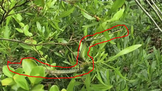 Tirupati: చోర కళను ప్రదర్శిస్తూనే భక్తిని చాటుకున్న దొంగలు – ఏం చేశారంటే..?