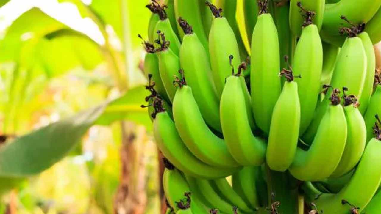 Raw Banana