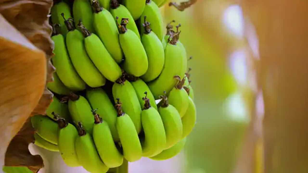 Raw Banana