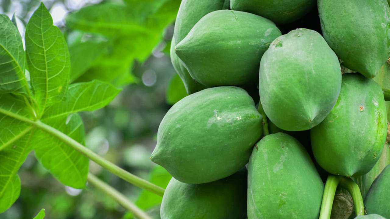 పచ్చి బొప్పాయి పాపైన్ వంటి ఎంజైమ్‌లను కలిగి ఉంటింది. ఇది  శరీరాన్ని శుభ్రపరచడంలో సహాయపడుతుంది. జీర్ణక్రియను మెరుగుపరుస్తుంది. బొప్పాయి లో విటమిన్లు ఎ, సి మరియు ఇ పుష్కలంగా ఉంటాయి. ఇవి శరీరాన్ని వివిధ రకాల ఇన్ఫెక్షన్లు, అనారోగ్యాల నుంచి రక్షించగలవు. పచ్చి బొప్పాయి తీసుకోవటం వల్ల రోగనిరోధక శక్తి బలోపేతమవుతుంది.