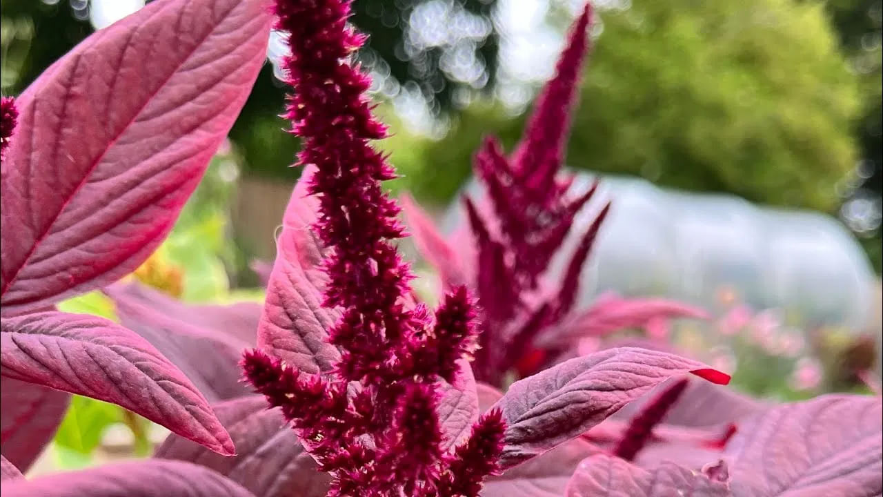 అదే విధంగా ఎర్ర తోటకూరలో ఐరన్ కూడా లభ్యమవుతుంది. కాబట్టి ఇది తినడం వల్ల రక్త హీనత సమస్య ఉండదు. శరీరంలో రోగ నిరోధక శక్తిని పెంచుతుంది. తక్షణమే శక్తిని కూడా ఇస్తుంది. అనేక వ్యాధుల నుంచి రక్షిస్తుంది.