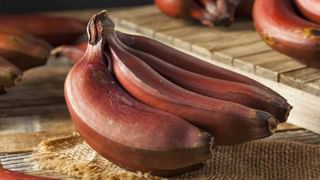 Barley Water Health Benefits: బార్లీ నీళ్లు తాగితే శరీరానికి చలువ చేయడమే కాదు.. కొలెస్ట్రాల్ ప్రాబ్లమ్ పరార్..!