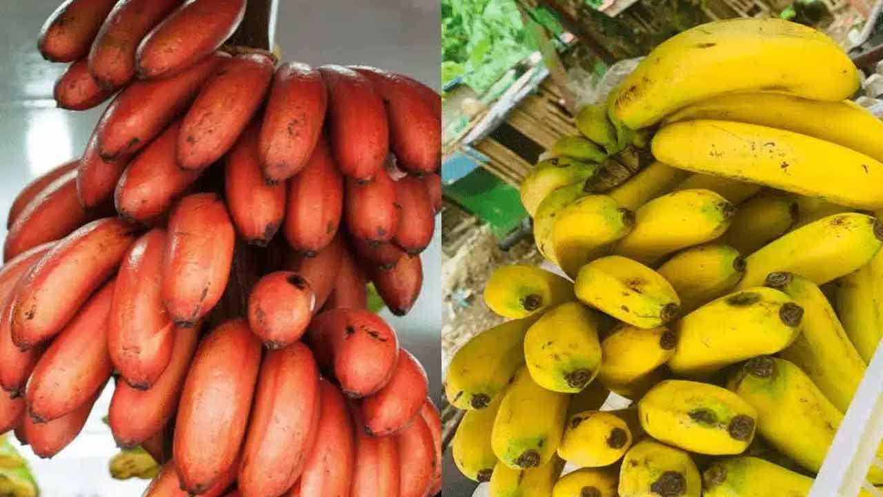 ఎరుపు అరటి పండును తరచూ తీసుకోవటం వల్ల కంటిచూపును మెరుగుపరుస్తుందని నిపుణులు అంటున్నారు. దృష్టి లోపాలను నివారిస్తుంది. మహిళల్లో ఎక్కువగా వచ్చే రక్తహీనతను తగ్గించడంలో సహాయపడుతుంది. నరాలను బలపరుస్తుంది. అంతేకాదు..కొన్ని రకాల క్యాన్సర్లను నిరోధించడంలో సహాయపడుతుంది. 