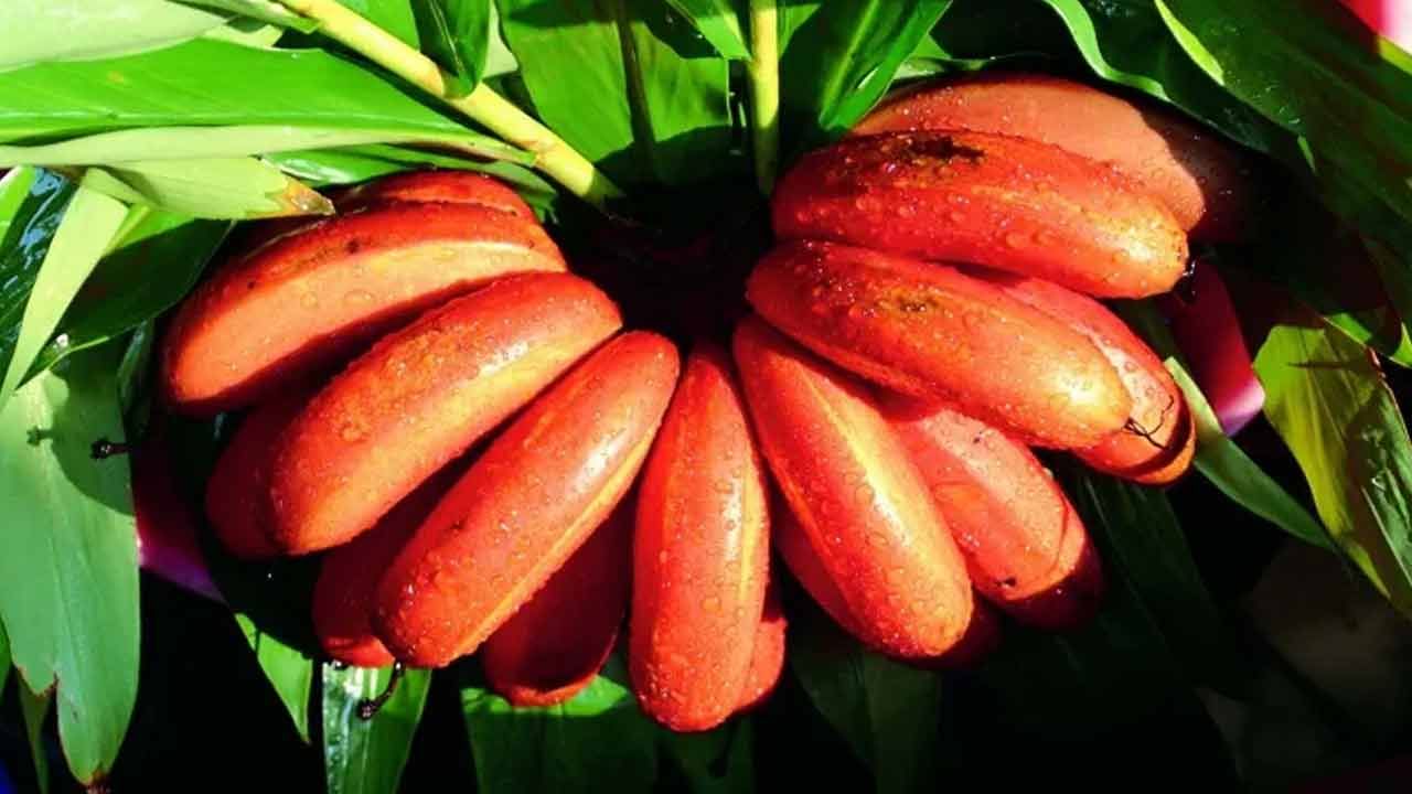 Red Banana