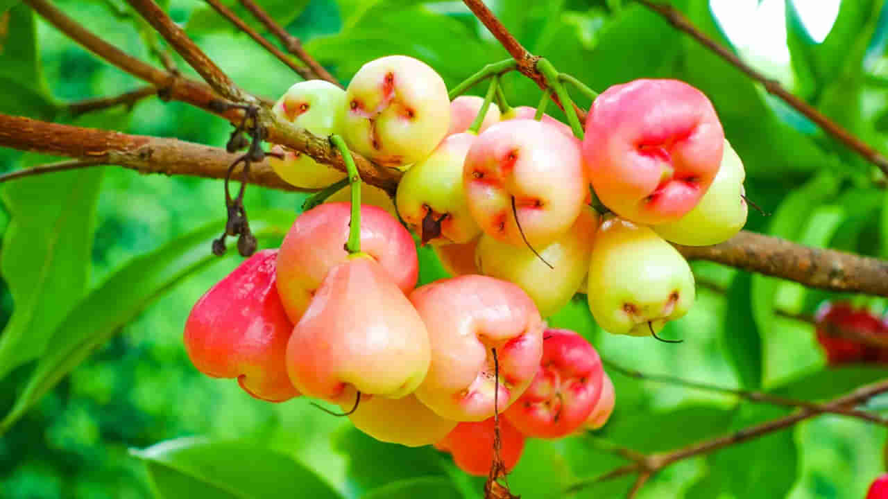 Rose Apple: ఈ పండు కనిపిస్తే అస్సలు వదలకండి..ఆరోగ్య ప్రయోజనాలు తెలిస్తే ఎగిరి గంతేస్తారు..!