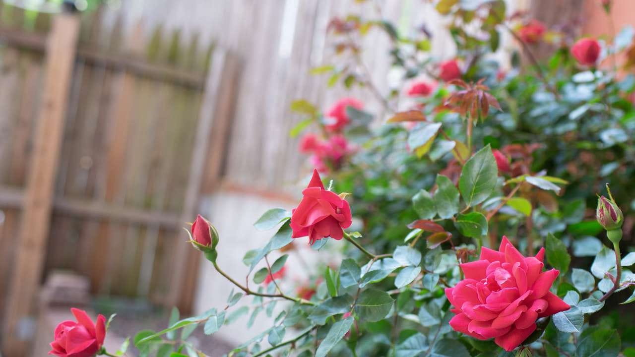 వాస్తు శాస్త్ర ప్రకారం గులాబీని ప్రేమకు చిన్నహంగా అభివర్ణిస్తారు. అంతే కాకుండా వీటిని ఇంట్లో పెట్టుకోవడం వలన ఆనందం, శ్రేయస్సు కలుగుతుందంట. ఇక వాస్తు శాస్త్రం ప్రకారం ఇంట్లో గులాబీ మొక్క నాటడం కూడా చాలా శుభ ప్రదం. ఇంది ఇంటిలోపలికి పాజిటివివ్ ఎనర్జీ తీసుకొచ్చి, నెగిటివిటిని తరిమి కొడుతుందంట.