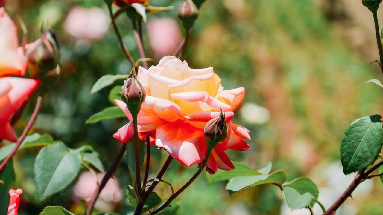  ఈ దిశలో గులాబీ మొక్కను నాటడం వలన సంపద పెరగడమే కాకుండా ఇంట్లో ఆనందం వెల్లివిరుస్తుదంటున్నారు వాస్తు శాస్త్రనిపుణులు. అలాగే, ఇంటి ప్రధాన ద్వారం వద్ద గనుక గులాబీ మొక్క నాటినట్లైతే, ఇది ఇంటి వాతావరణాన్ని ఆహ్లాదకరంగా మారుస్తుందంట. అలాగే ఇంట్లోకి పాజిటివ్ ఎనర్జీ తీసుకొస్తుందంట. అయితే కొంత మంది గులాబీ మొక్కను ఇంటి లోపలో పెట్టుకుంటారు. కానీ ఇది అస్సలే మంచిది కాదు అని చెబుతున్నారు నిపుణులు.