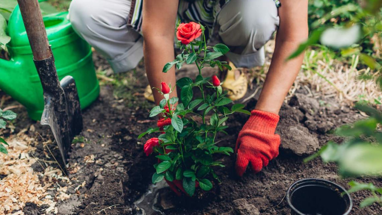అయితే కొంత మంది గులాబీల్లో ఏ రంగు గులాబీ ఇంట్లో పెట్టుకోవడం మంచిది అనే అనుమానం ఉంటుంది. అయితే లక్ష్మీ దేవికి ఎరుపు రంగు అంటే చాలా ఇష్టం. అంతే కాకుండా ఆ దేవికి ఎరుపు రంగు గులాబీలంటే ఎనలేని ప్రీతి ఉంటుందంట. అందుకే ఇంట్లో ఎరుపు రంగు గులాబీలను నాటుకోవడం చాలా మంచిదని చెబుతున్నారు వాస్తు శాస్త్ర నిపుణులు.
