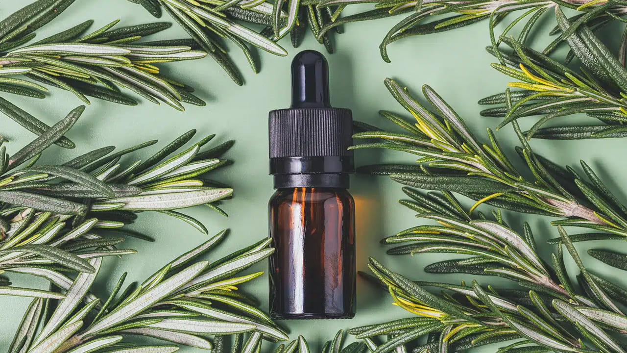 ఇది ఇతర దీర్ఘకాలిక దుర్వాసనను తొలగించే యాంటీ బాక్టీరియల్ లక్షణాలను కూడా కలిగి ఉంటుంది. రోజ్మేరీ మొక్క మెదడు ఆరోగ్యానికి మంచిది. దీని వాడకం జ్ఞాపకశక్తిని మెరుగుపరుస్తుంది. చురుకుదనం, తెలివితేటలు, మంచి కంటి చూపును ప్రోత్సహిస్తుంది.