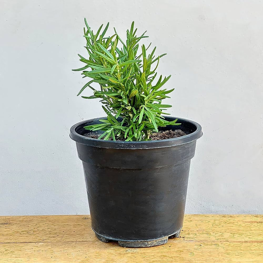 Rosemary