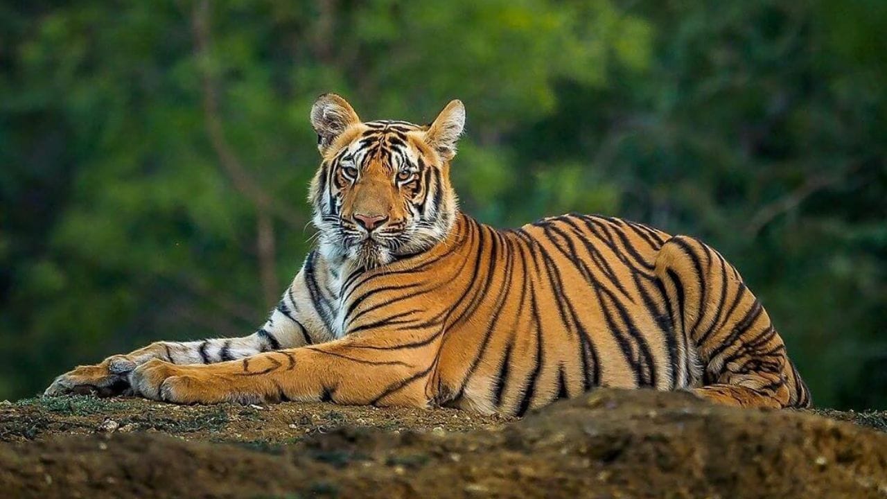 రాయల్ బెంగాల్ టైగర్.. ఇది మన ఇండియా జాతీయ జంతువు. ఈ పులుల ఒంటిపై పసుపు లేదా నారింజ రంగు చర్మం మీద నలుపు చారలు ఉంటాయి. మగ పులి సుమారు 265 కిలోలు బరువు ఉంటుంది. ఆడ పులి 140 నుండి 165 కిలోల మధ్య ఉంటుంది. ఈ పులులు సుమారు 20 నుండి 25 సంవత్సరాలు జీవిస్తాయి. అవి అడవిలో వందల కిలోమీటర్లు నడవగలవు. ఒకేసారి 2 లేదా 3 పిల్లలకు జన్మనిస్తాయి.