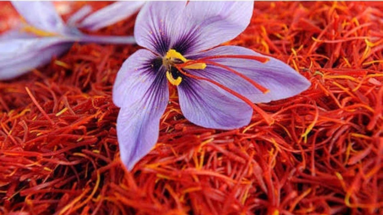Saffron Water Benefits: అందానికి అసలు సీక్రెట్ ఇదే.. ఈ నీళ్లు తాగితే మ్యాజిక్ జరుగుతుంది..!