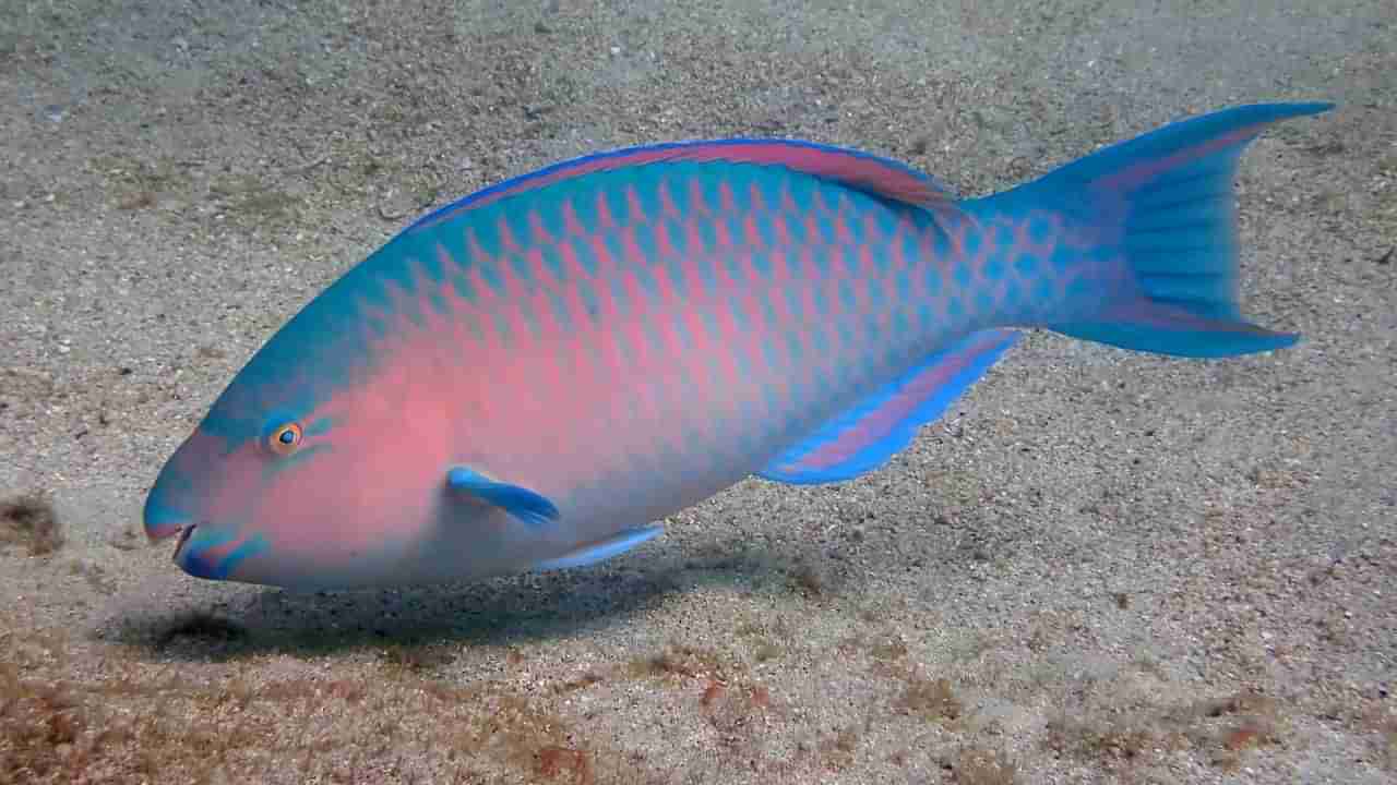 True Facts: ఈ ముక్కున్న చేప గురించి మీకు తెలుసా..? ఆశ్చర్యకరమైన విషయాలు మీకోసం..!