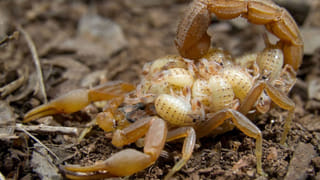 కూరలో ఉప్పు ఎక్కువైతే ఇలా సెట్ చేయండి.. రుచి కూడా బాగుంటుంది..!