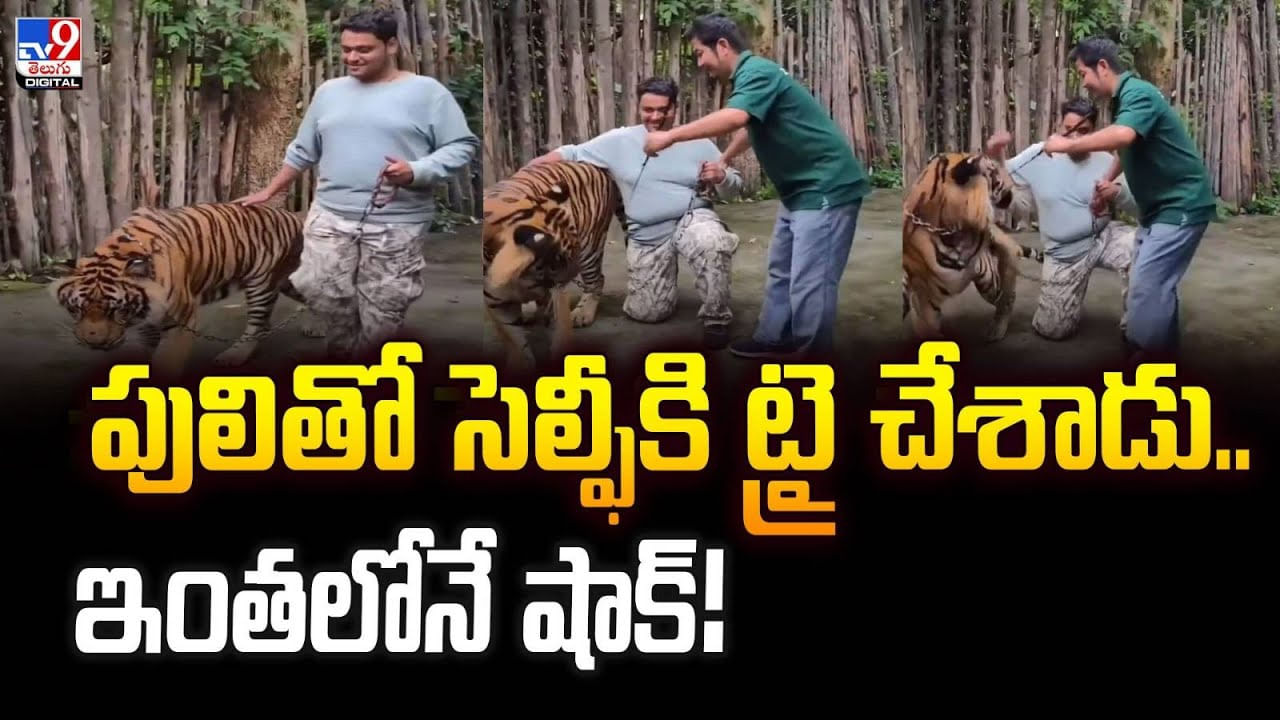 పులితో సెల్ఫీకి ట్రై చేశాడు.. ఇంతలోనే షాక్