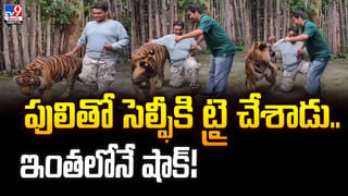 చుట్టుముట్టిన అడవి పందులు.. దిమ్మదిరిగే షాకిచ్చిన చిరుత