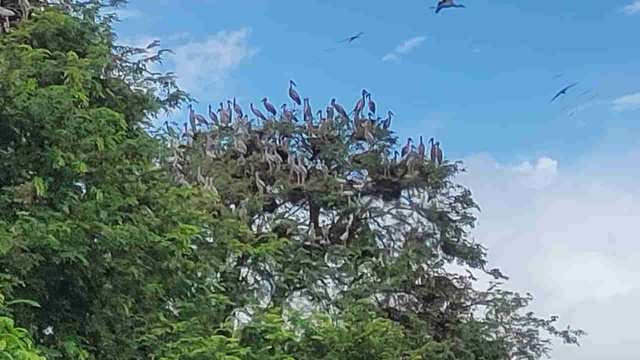 Andhra Pradesh: పక్షులు వచ్చాయి.. పండుగ చేశారు.. మన్యంలో విహంగాల కనువిందు..