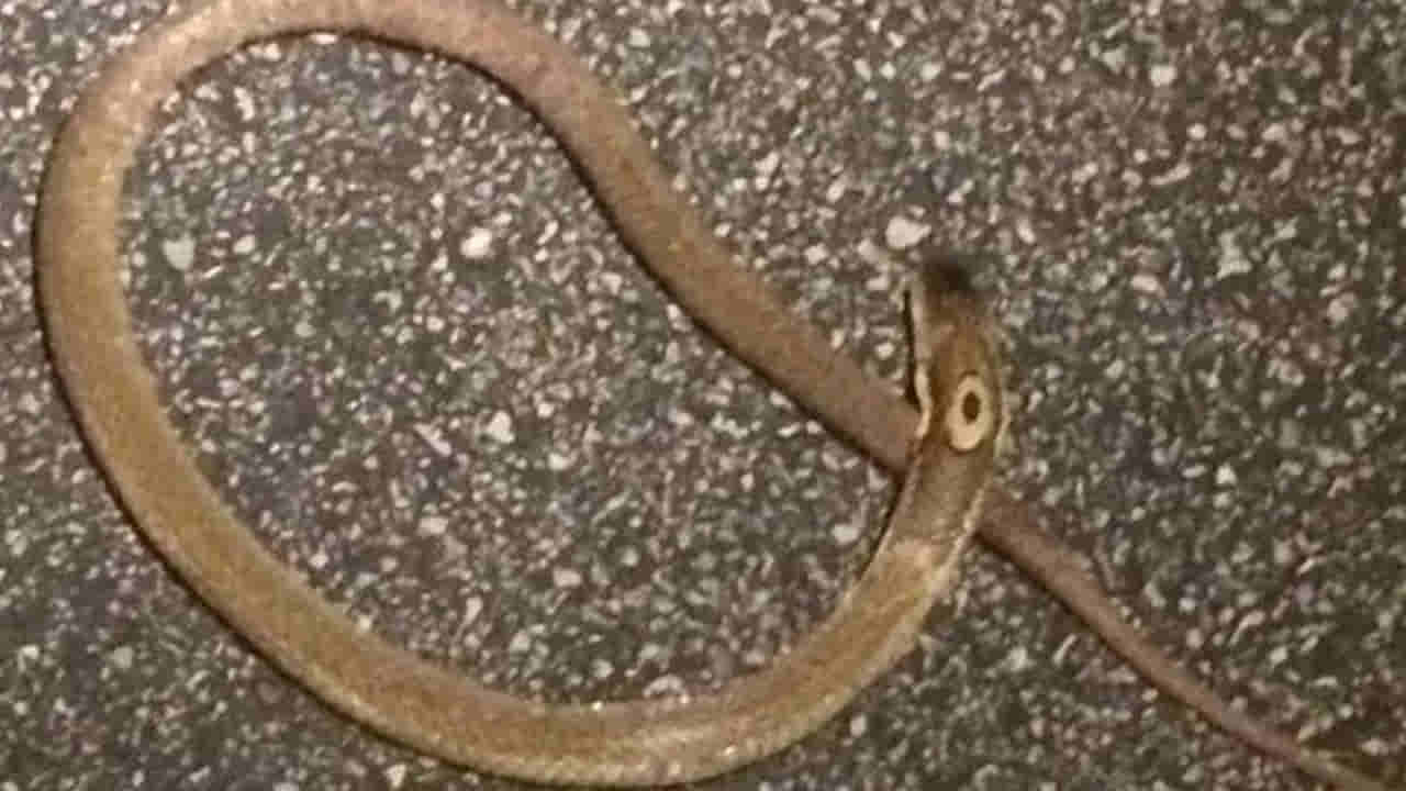 Viral: చనిపోయిన మగపాము పక్కనే ఒక రోజంతా ఉన్న ఆడపాము - ఆ తర్వాత