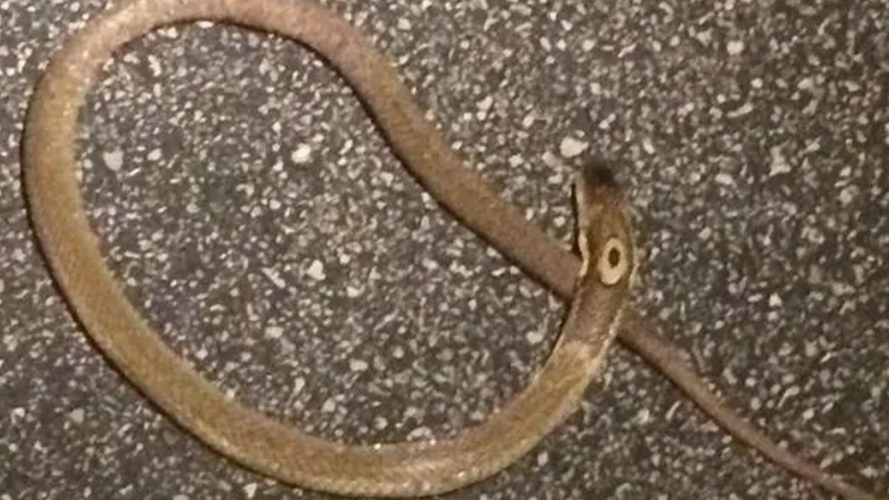 Viral: చనిపోయిన మగపాము పక్కనే ఒక రోజంతా ఉన్న ఆడపాము - ఆ తర్వాత