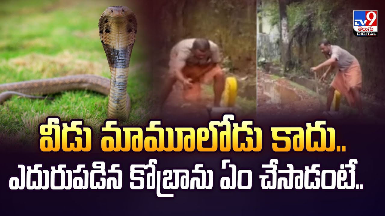 వీడు మామూలోడు కాదు.. ఎదురుపడిన కోబ్రాను ఏం చేసాడంటే
