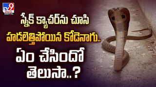మనిషి క్రూరత్వం.. పిల్లిని 9వ అంతస్తు నుంచి విసిరేసాడు