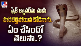 స్నేక్ క్యాచర్ ను చూసి హడలెత్తిపోయిన కోడెనాగు.. ఏం చేసిందో తెలుసా స్నేక్ క్యాచర్ ను చూసి హడలెత్తిపోయిన కోడెనాగు.. ఏం చేసిందో తెలుసా