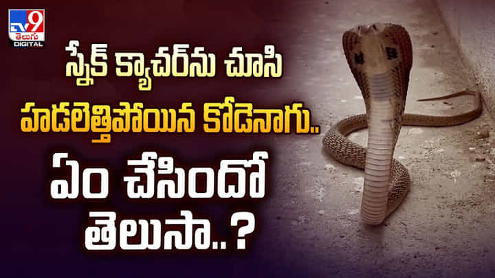 స్నేక్ క్యాచర్ ను చూసి హడలెత్తిపోయిన కోడెనాగు.. ఏం చేసిందో తెలుసా..? స్నేక్ క్యాచర్ ను చూసి హడలెత్తిపోయిన కోడెనాగు.. ఏం చేసిందో తెలుసా..?