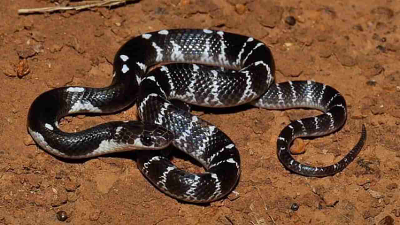 యువకుడిని కాటేసిన 5 నిమిషాలకే చనిపోయిన పాము.. బాధితుడు చెప్పిన విషయాలను విని విస్తుపోయిన డాక్టర్లు!