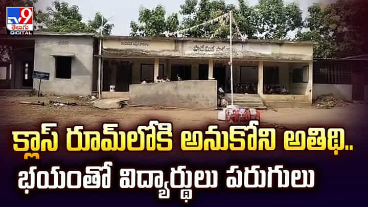 క్లాస్ రూమ్లో శ్రద్ధగా చదువుకుంటున్న విద్యార్థులు.. ఉన్నట్టుండి హాజరైన అనుకోని అతిధి.. కట్ చేస్తే క్లాస్ రూమ్లో శ్రద్ధగా చదువుకుంటున్న విద్యార్థులు.. ఉన్నట్టుండి హాజరైన అనుకోని అతిధి.. కట్ చేస్తే