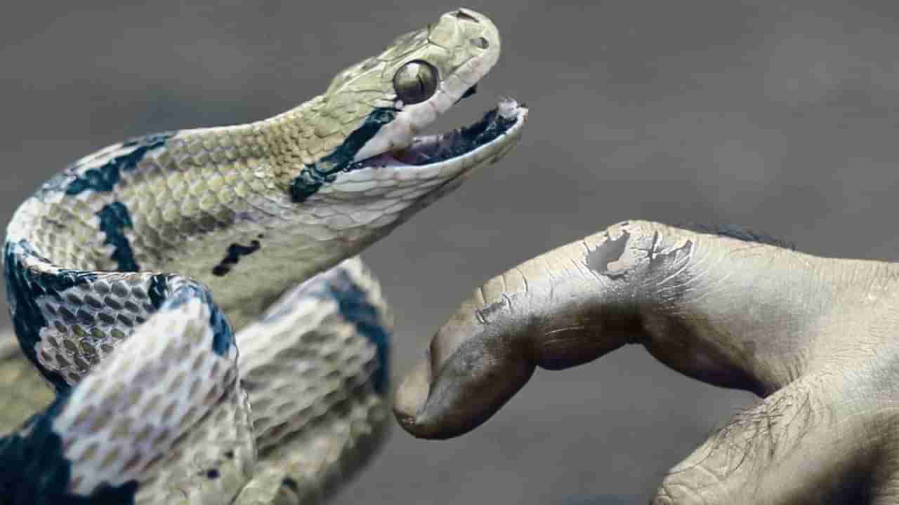 మీ ఇంటి పరిసరాల్లో ఉన్న పామును ఇలా గుర్తించండి..! మీ ప్రాణాలను కాపాడుకోండి..!