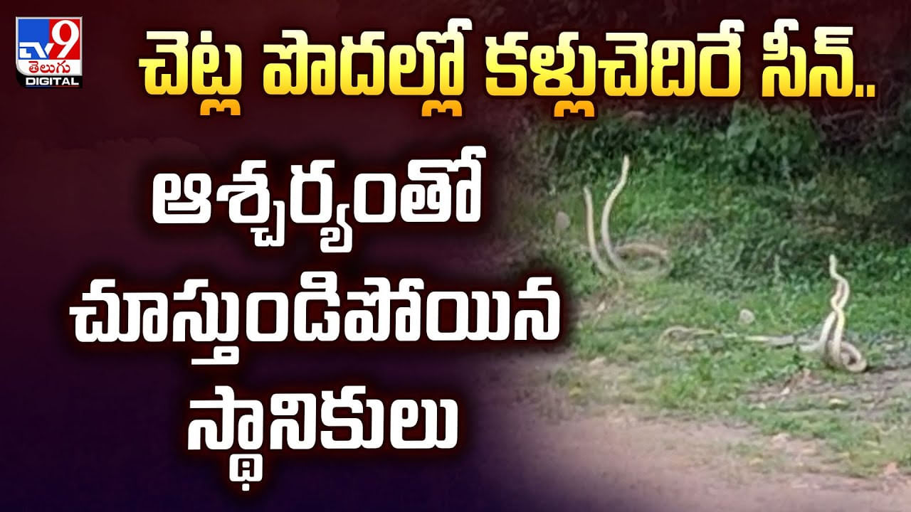 చెట్ల పొదల్లో కళ్లు చెదిరే సీన్‌.. ఆశ్చర్యంతో చూస్తుండిపోయిన స్థానికులు