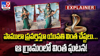 సింహంతో పరాచకాలాడితే ఇలాగే మడతెట్టేస్తది.. వీడియో వైరల్